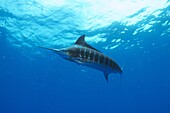 Blue Marlin (Makaira nigricans), Bahamas, Caribbean