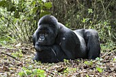 Mountain Gorilla (Gorilla gorilla beringei) silverback resting, Parc National des Volcans, Rwanda