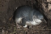 Little Blue Penguin (Eudyptula minor) incubating eggs in burrow, Phillip Island, Australia