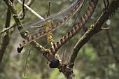 Superb Lyrebird (Menura novaehollandiae) male tail feathers in peak breeding condition, Sherbrooke Forest Park, Victoria, Australia