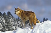 Gray Wolf (Canis lupus), Montana