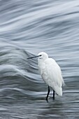 Little Egret (Egretta garzetta), Rietvlei Nature Reserve, Gauteng, South Africa