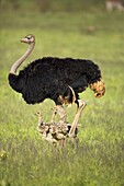 Ostrich (Struthio camelus) male with chicks, Rietvlei Nature Reserve, Gauteng, South Africa