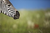 Burchell's Zebra (Equus burchellii), Rietvlei Nature Reserve, Gauteng, South Africa