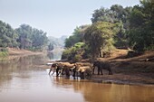 African Elephant (Loxodonta africana) herd at riverbank, Kruger National Park, Limpopo, South Africa