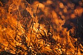 Fire during dry Season, Kruger National Park, Limpopo, South Africa