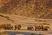 African Elephant (Loxodonta africana) herd walking across grassland, Huab River Valley, Namib Desert, Namibia