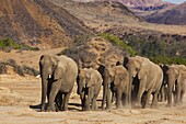 African Elephant (Loxodonta africana) herd walking in desert, Huab River Valley, Namib Desert, Namibia