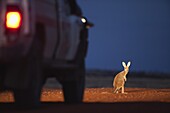 Red Kangaroo (Macropus rufus) in front of vehicle at dusk, Sturt National Park, Australia