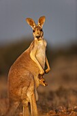 Red Kangaroo (Macropus rufus) female and joey, Sturt National Park, Australia