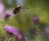 Buff-tailed Bumblebee (Bombus terrestris) worker taking flight from Knapweed (Centaurea sp) flower, England