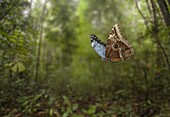 Blue Morpho (Morpho peleides) flying, England