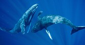 'Humpback Whale (Megaptera novaeangliae), two males swimming together, Maui, Hawaii - notice must accompany publication; photo obtained under NMFS permit 13846'