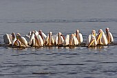 Great White Pelican (Pelecanus onocrotalus) flock fishing, Lake Nakuru, Lake Nakuru National Park, Kenya