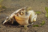 Coconut Octopus (Amphioctopus marginatus) hiding in shell, Bali, Indonesia