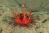 Sea Urchin Cardinalfish (Siphamia versicolor) juveniles hiding in venomous spines of Radiant Sea Urchin (Astropyga radiata), Bali, Indonesia