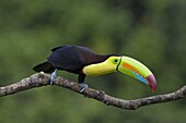 Keel-billed Toucan (Ramphastos sulfuratus), northern Costa Rica