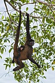 Black-handed Spider Monkey (Ateles geoffroyi) mother in tree with baby, Osa Peninsula, Costa Rica