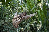 Brown-throated Three-toed Sloth (Bradypus variegatus) climbing tree, Aviarios Sloth Sanctuary, Costa Rica