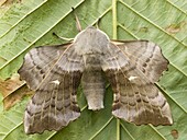 Poplar Hawk Moth (Laothoe populi), Wirdum, Netherlands