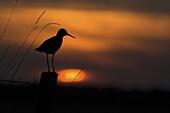 Common Redshank (Tringa totanus), Drenthe, Netherlands