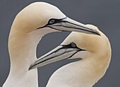 Northern Gannet (Morus bassanus) pair preening, Helgoland, Germany