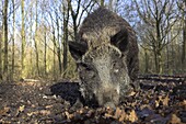 Wild Boar (Sus scrofa) in forest, Lelystad, Netherlands