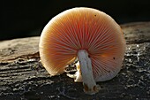 Wrinkled Peach Mushroom (Rhodotus palmatus), Oostkapelle, Netherlands
