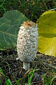 Shaggy Ink Cap (Coprinus comatus) mushroom, Zeewolde, Netherlands