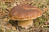 King Bolete (Boletus edulis) mushroom, Ravenswoud, Netherlands
