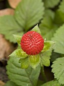Mock Strawberry (Potentilla indica), Appingedam, Netherlands