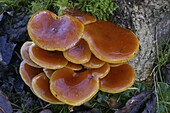 Velvet Shank Fungus (Flammulina velutipes) mushroom, Oostkapelle, Netherlands