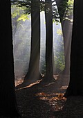 A misty forest, Heiloo, Netherlands