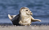 Common Seal (Phoca vitulina) pup, Helgoland, Germany