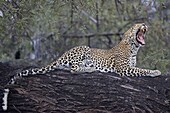 Leopard (Panthera pardus), Samburu National Park, Kenya