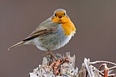 European Robin (Erithacus rubecula) singing, Europe