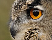 Eurasian Eagle-Owl (Bubo bubo), Didam, Netherlands