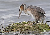 Great Crested Grebe (Podiceps cristatus) parent guarding eggs at nest, Maarssen, Netherlands