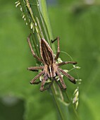Nursery-web Spider (Pisaura mirabilis), Dordrecht, Netherlands