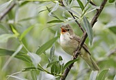 Marsh Warbler (Acrocephalus palustris) singing, Nijkerk, Netherlands