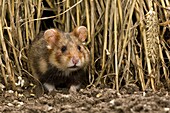 Common Hamster (Cricetus cricetus), Zuid-Limburg, Netherlands