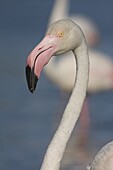 European Flamingo (Phoenicopterus roseus), Camargue, France