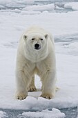 Polar Bear (Ursus maritimus), Spitsbergen, Norway