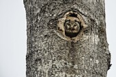 Boreal Owl (Aegolius funereus) nest in an Aspen (Populus sp) tree, Jyvaskyla, Finland