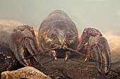 Noble Crayfish (Astacus astacus) lying on rocks, Gorski Kotar, Croatia