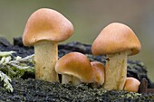 Sulphur Tuft (Hypholoma fasciculare) mushrooms, Markelo, Netherlands