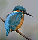 Common Kingfisher (Alcedo atthis), Lelystad, Netherlands