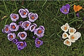 Dutch Crocus (Crocus vernus) purple, white and yellow varieties, Wassenaar, Netherlands