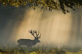 Red Deer (Cervus elaphus) stag walking through sunrays in foggy forest, Europe