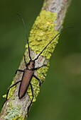 Musk Beetle (Aromia moschata) on Willow (Salix sp), Kekerdom, Netherlands